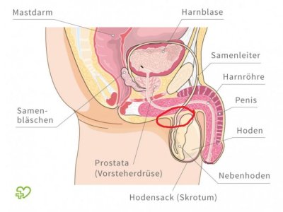 geschlecht-mann-850x638.jpg
