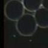 Endobiont