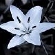 Mondblume76