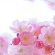 weisserose