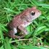 laubfrosch