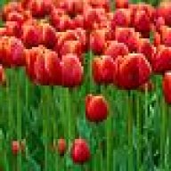 tulpenrot