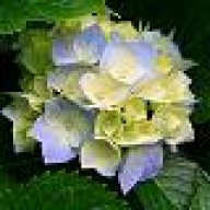die_Gertrud