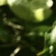 Tribtrab