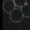 Endobiont
