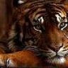 Tiger99