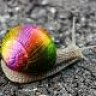 Regenbogenschnecke