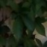 Canoso