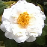 Jasminkelch1