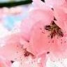 Miss_Rosa