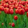 tulpenrot