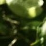 Tribtrab