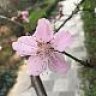Pfirsichblüte