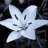 Mondblume76