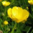 butterblume01