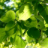 Sommerlinde