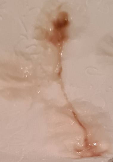 Blut.jpg