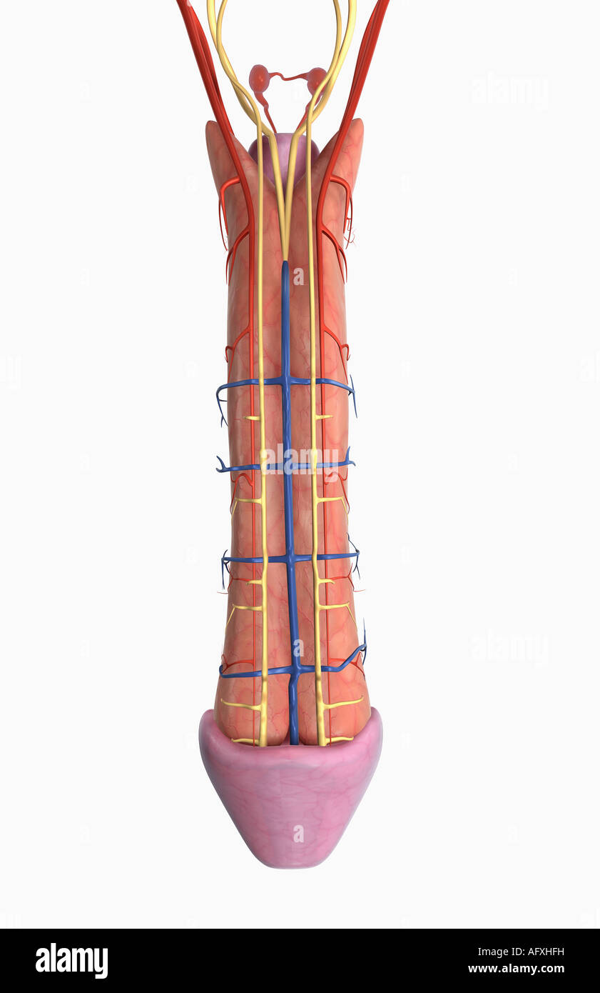 die-nerven-und-blut-versorgung-des-penis-afxhfh.jpg